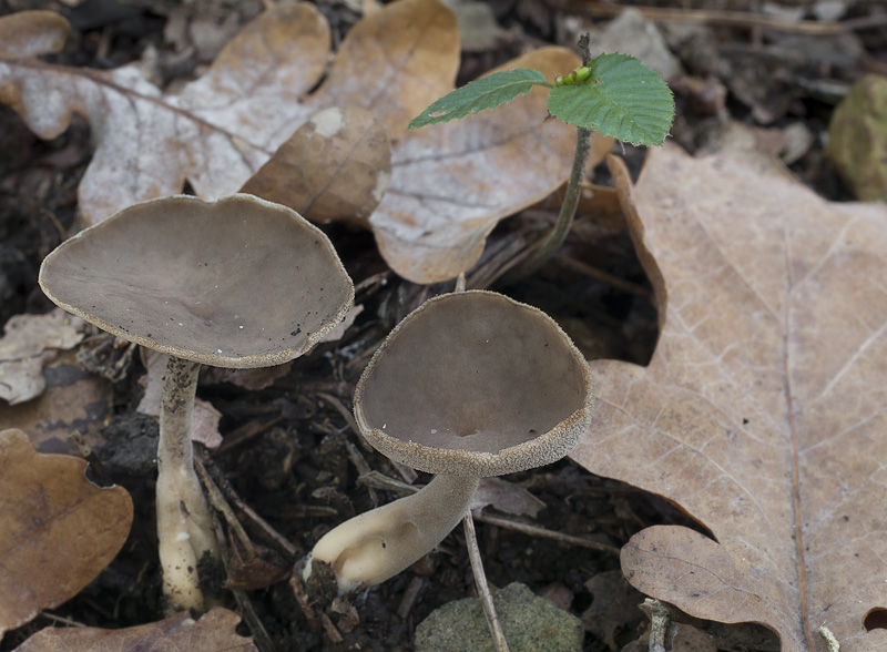 Helvella villosa